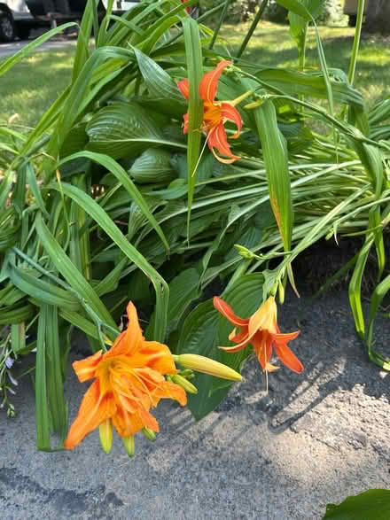 Photo of free Double orange Lily and hosta (Schenectady) #1