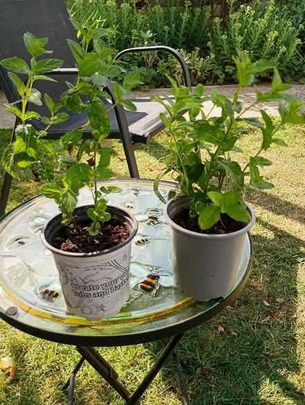 Photo of free Mint plants (Temple Cowley OX4) #1