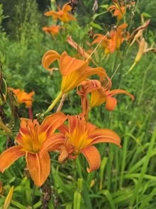 Photo of free orange Daylilies - single, double (West Danby, NY) #2