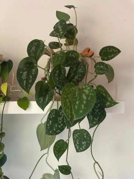 Photo of free Long trailing plants (Princeton close to Rt 1) #2