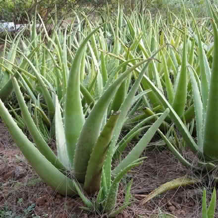 Photo of Big aloe vera plants (Erith DA17) #1