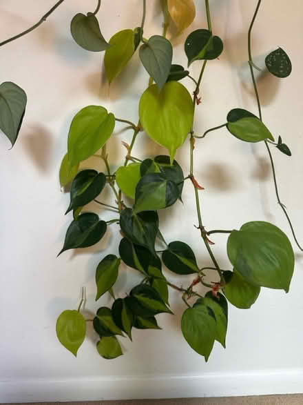 Photo of free Long trailing plants (Princeton close to Rt 1) #3
