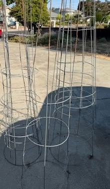 Photo of free Tomato Cages (Cupertino - DeAnza and 280) #1