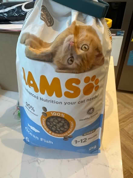 Photo of free 1-12 month kitten food biscuits (Wimbledon SW19) #1