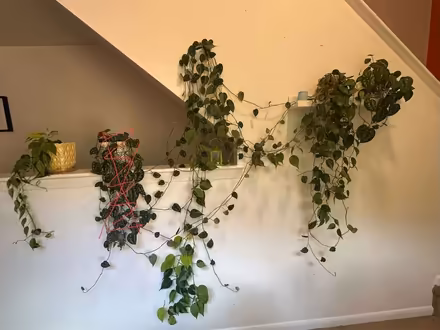 Photo of free Long trailing plants (Princeton close to Rt 1) #1