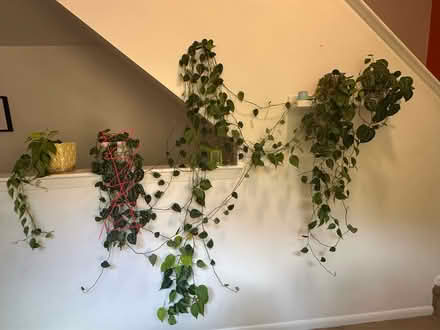 Photo of free Long trailing plants (Princeton close to Rt 1) #1