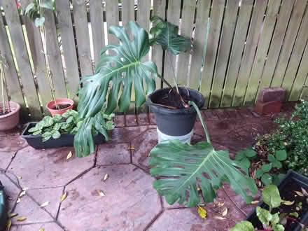 Photo of free Cheeseplant cutting (Old Kilpatrick G60) #1