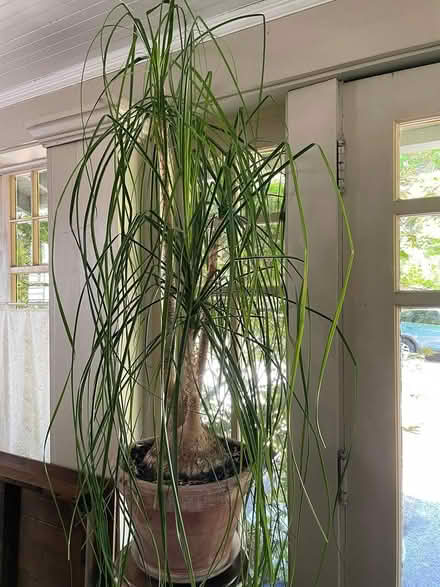 Photo of free Large Ponytail Palm (Wallingford) #1