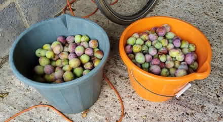 Photo of free More unripe, green plums (Redhill RH1) #1