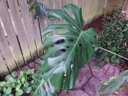 Photo of free Cheeseplant cutting (Old Kilpatrick G60) #2