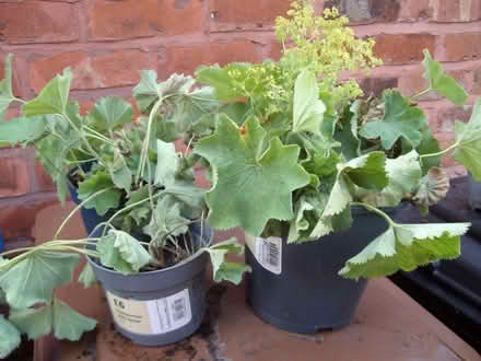 Photo of free Alchemilla Mollis plants (Great Moor SK2) #1
