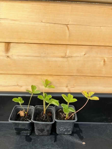 Photo of free Strawberry plants (St Julians AL1) #1