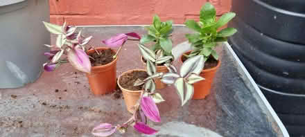 Photo of free Rooted houseplant cuttings (Dunstable LU6) #1