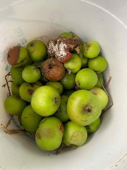 Photo of free Windfall apples (Waterlooville PO7) #1