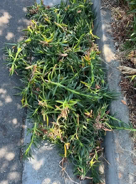 Photo of free Ice plant Cuttings (Near De Anza College) #2