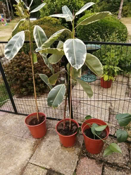 Photo of free 3 pot plants (Tonbridge) #1