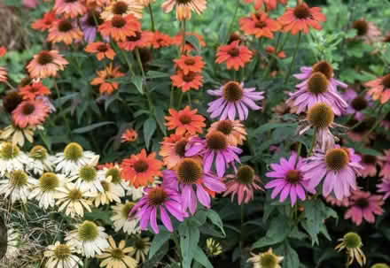 Photo of Looking cuttings of perennials (Bestwood Park NG5 5SS) #1