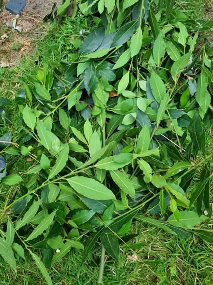 Photo of free Freshly cut bayleaves (HA0) #1