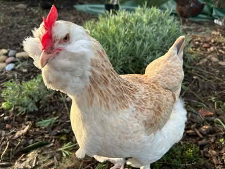Photo of free Fresh chicken manure (Great Sutton CH66) #1