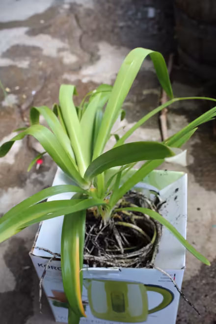 Photo of free blue agapanthus (Bray Seafront) #1