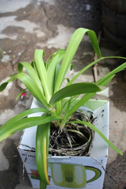 Photo of free blue agapanthus (Bray Seafront) #1