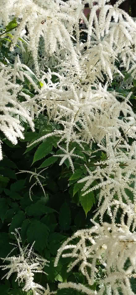 Photo of free Aruncus (perennial plant) (Ormskirk L39) #2
