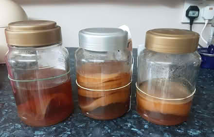 Photo of free Scoby (Kington HR5) #1