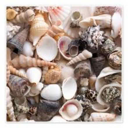 Photo of Sea shells (Coulsdon CR5) #1