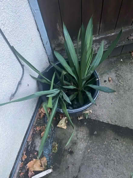 Photo of free Plant off shoots (B9 bordesley green) #2