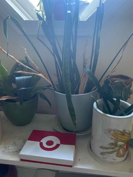 Photo of free Plants need TLC (Floral park NY) #1