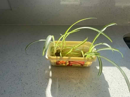 Photo of free Spider plant (Cheshunt EN7) #1