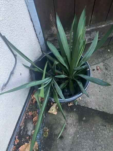 Photo of free Plant off shoots (B9 bordesley green) #1