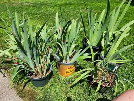 Photo of free Irises (Kanata) #1