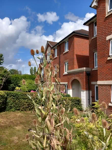 Photo of free Teasel heads (Roffey, Horsham) #2