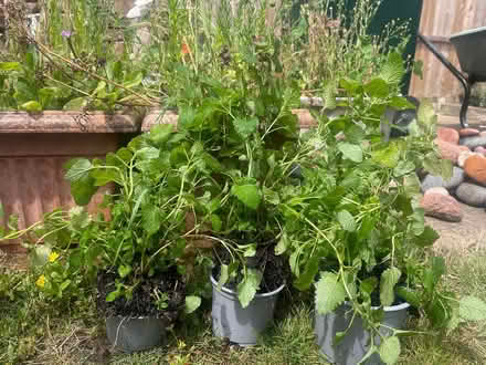 Photo of free lemon balm plant x 2 (Kentwood RG30) #1