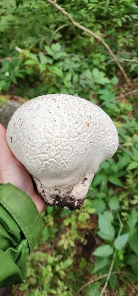 Photo of free Giant puffball spores (Maple Leaf) #1