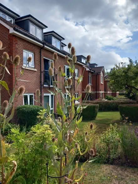 Photo of free Teasel heads (Roffey, Horsham) #1