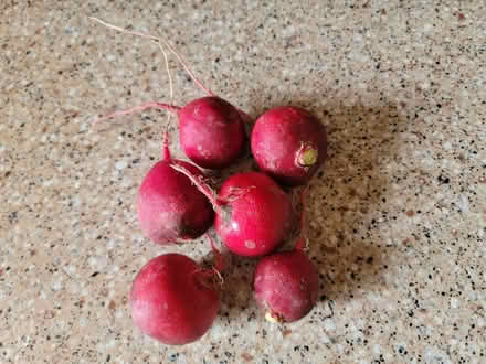 Photo of free 5 radishes (West 7th) #1