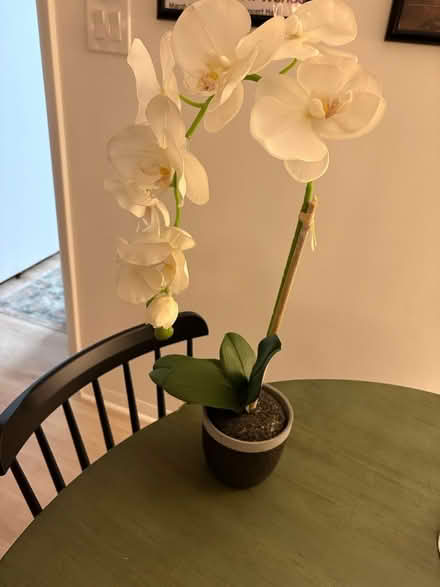 Photo of free Faux orchid plant (Alexandria) #2