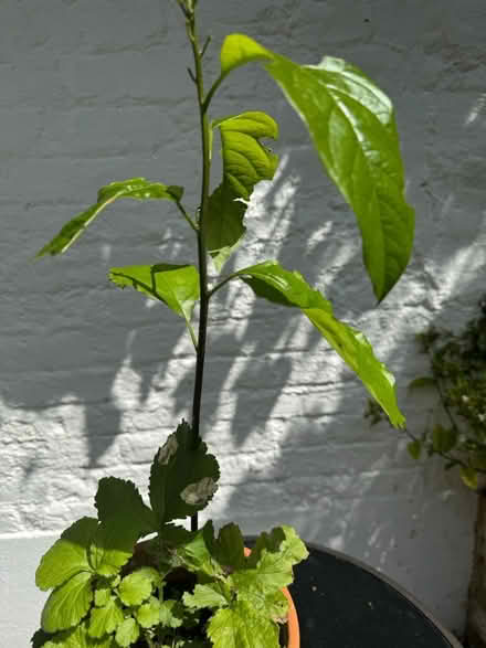 Photo of free Avocado tree with lemon balm (SE11) #1