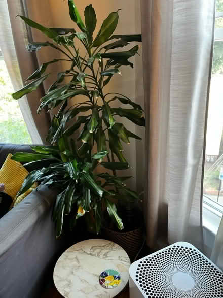 Photo of free Plants - pothos, corn plant, cactus (Cambridgeport) #3