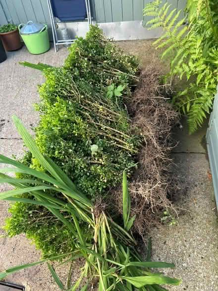 Photo of free Box hedge (LS8 (Roundhay)) #1