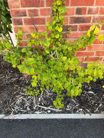 Photo of free Evergreen plant (Cottam PR4) #1
