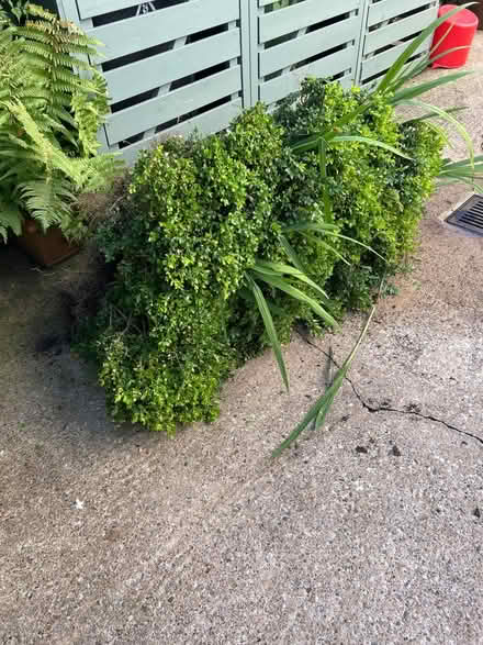 Photo of free Box hedge (LS8 (Roundhay)) #2
