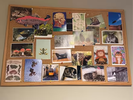 Photo of free Cork display board (Barons Court W14) #1