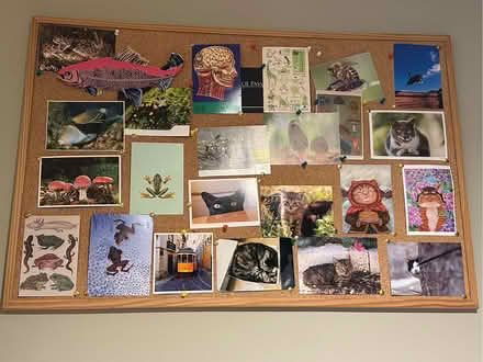 Photo of free Cork display board (Barons Court W14) #1