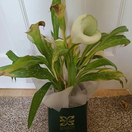 Photo of free Calla Lily (Central HORSHAM) #1