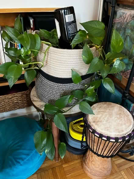 Photo of free Plants - pothos, corn plant, cactus (Cambridgeport) #2