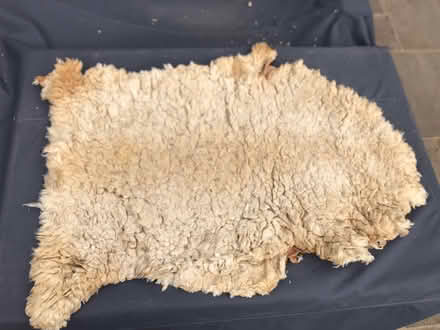 Photo of free Sheep skin rugs (SL6 Furze Platt) #1