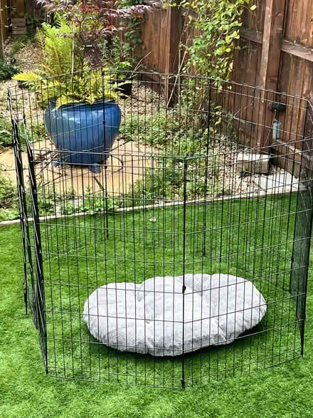 Photo of free Puppy paraphernalia - happy to split (Flesher's Haugh G40) #4